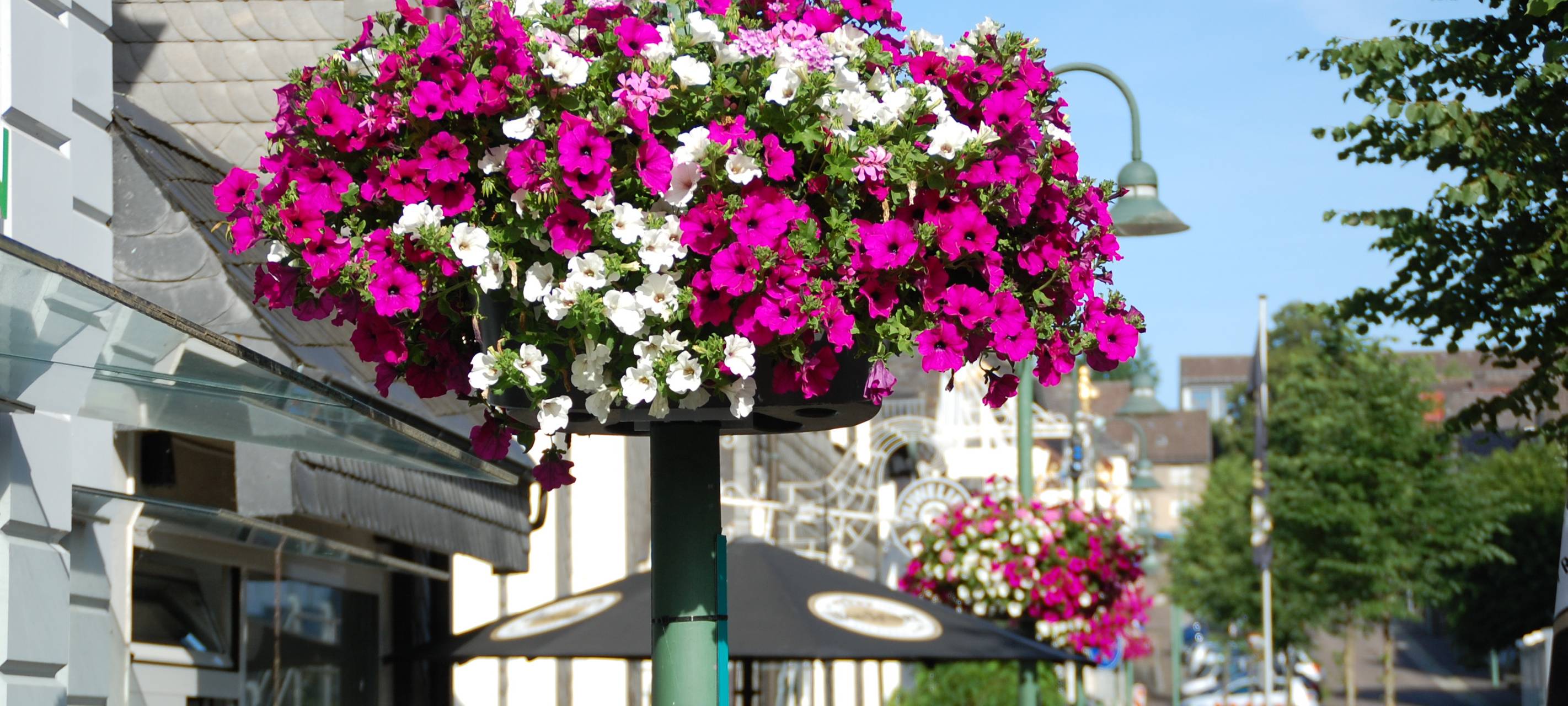 Warstein sucht Blumenpaten für Belecke