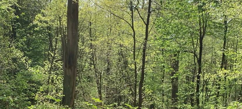 Hirschlausfliege macht sich im Kreis Soest breit