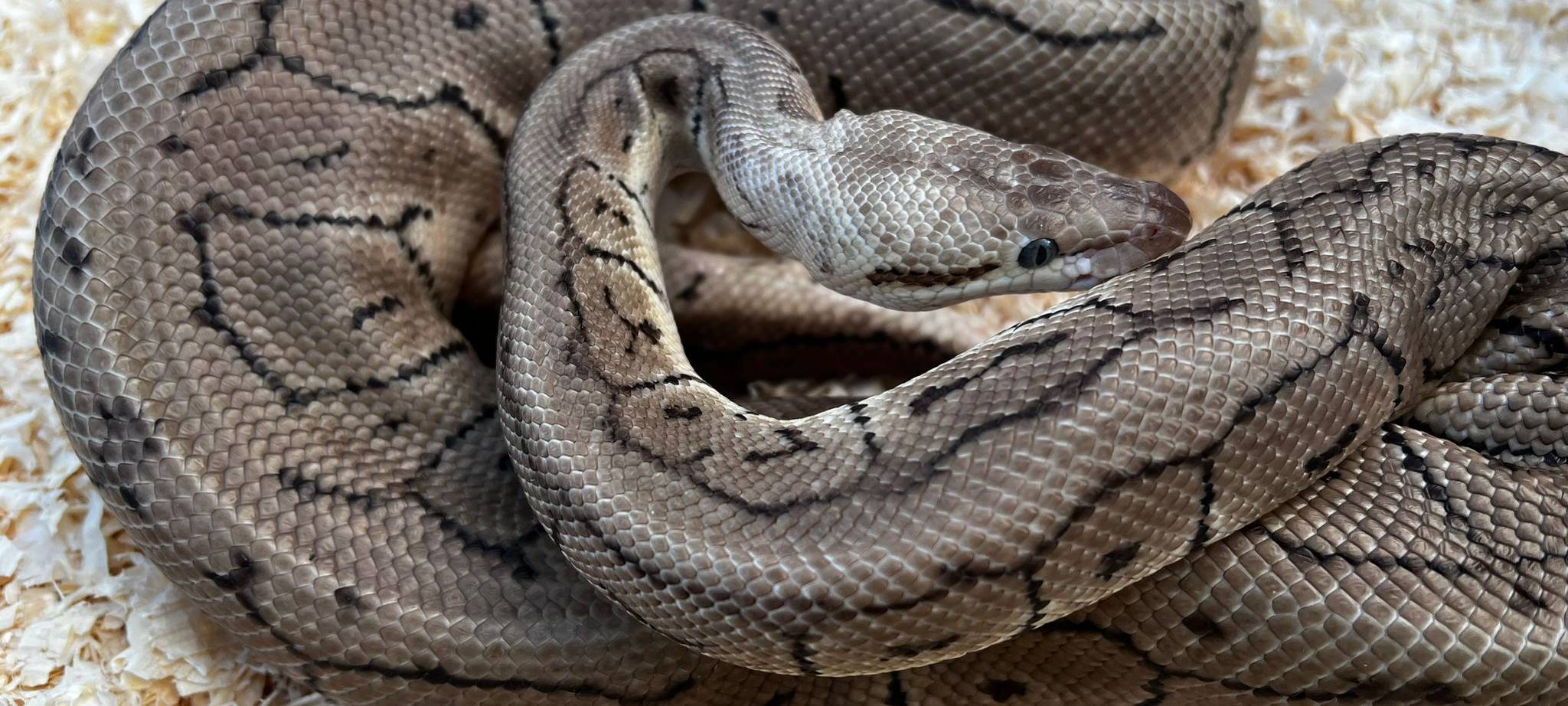 Schlangen-Fund in Werl