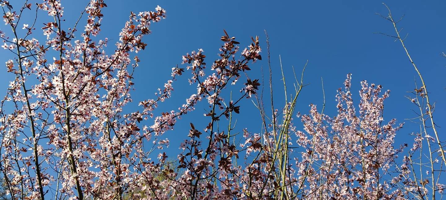 Kirschblüten-Traum im Kreis Soest