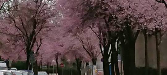 Kirschblüten-Traum im Kreis Soest