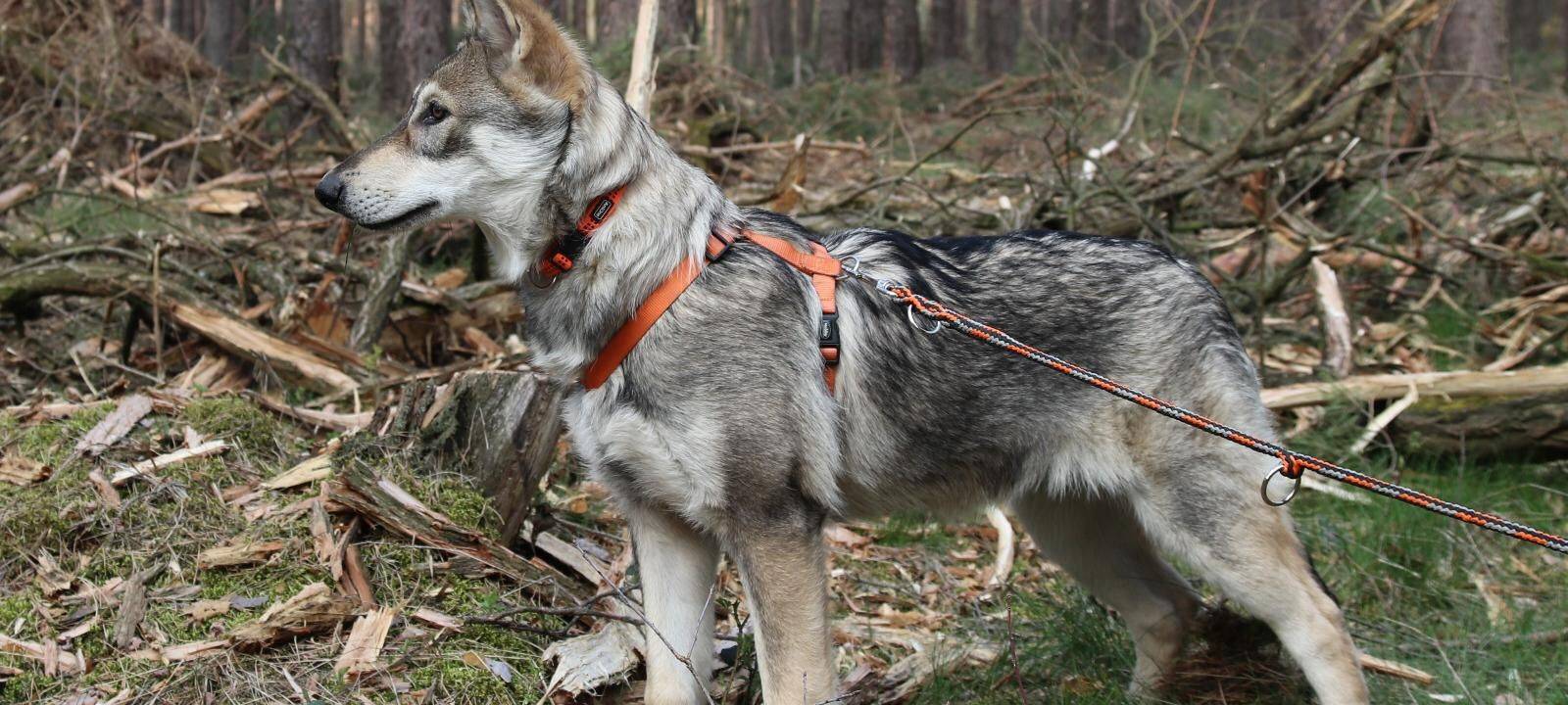 Hund in Lippetal-Kesseler entlaufen
