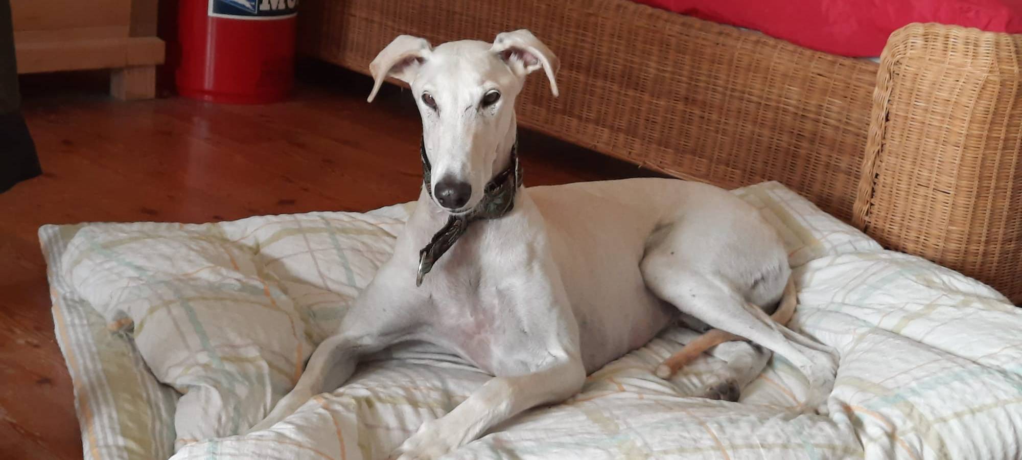 Windhund in Rixbeck entlaufen