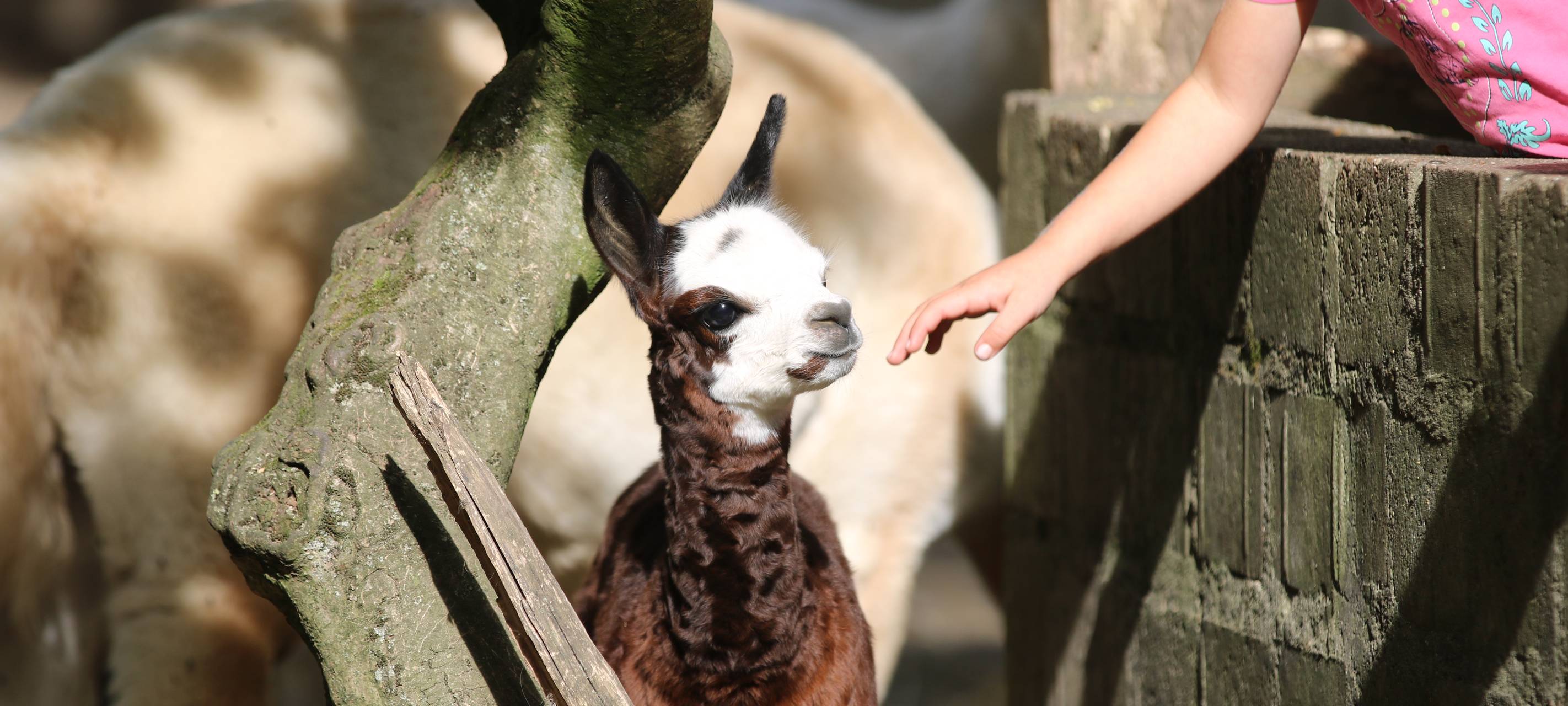 Alpaka-Nachwuchs im Tierpark Hamm