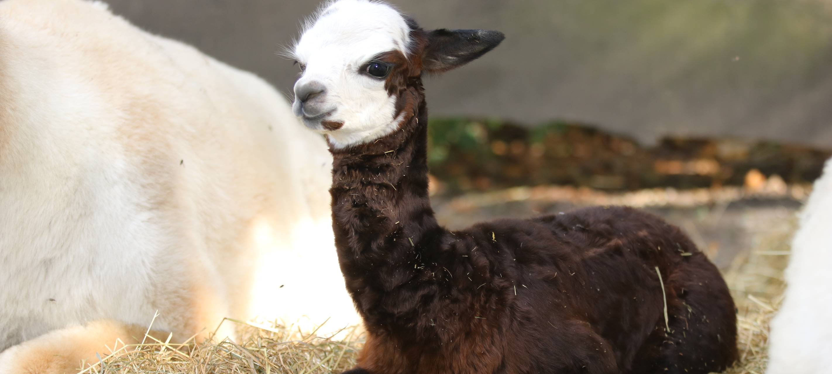 Alpaka-Nachwuchs im Tierpark Hamm