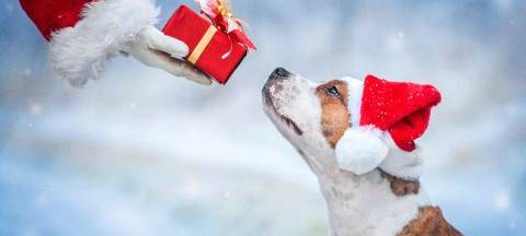 Hundeweihnachtsmarkt Bad Sassendorf