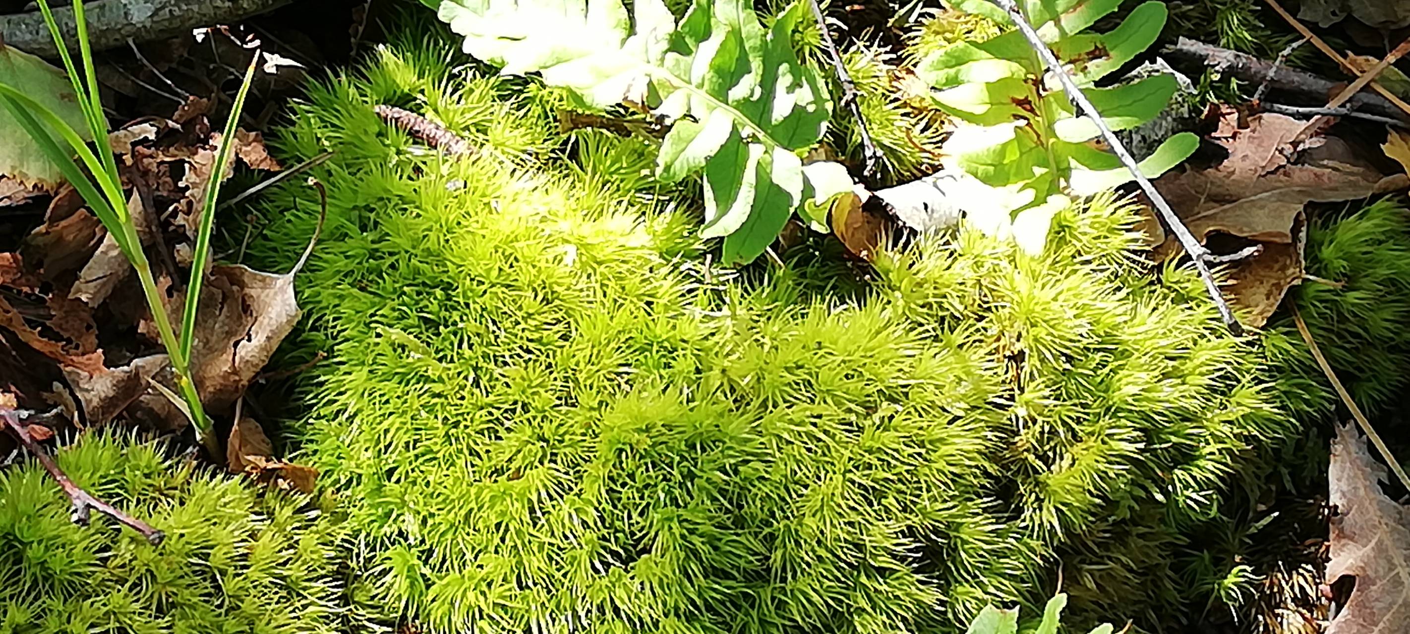 Moos- und Flechten-Safari in der BUND Naturoase
