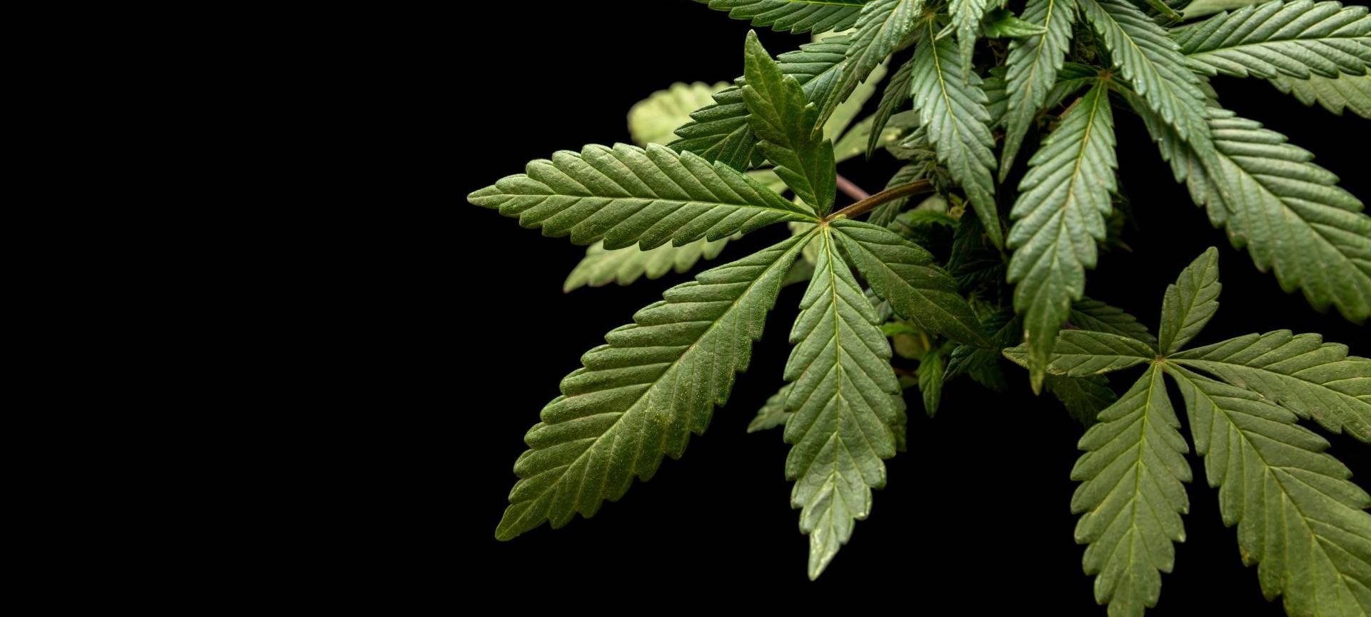 Kreis Soest: Cannabis-Legalisierung tritt in Kraft