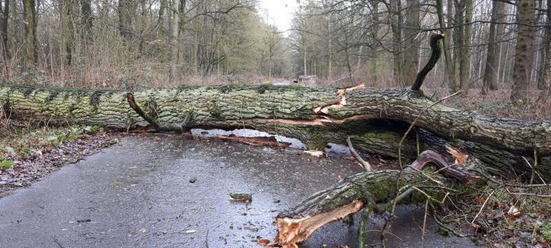 Was tun bei Sturmschäden