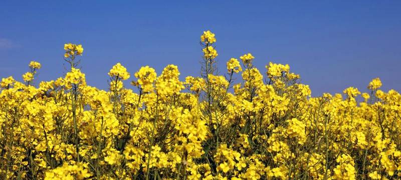 Raps blüht im Kreis Soest