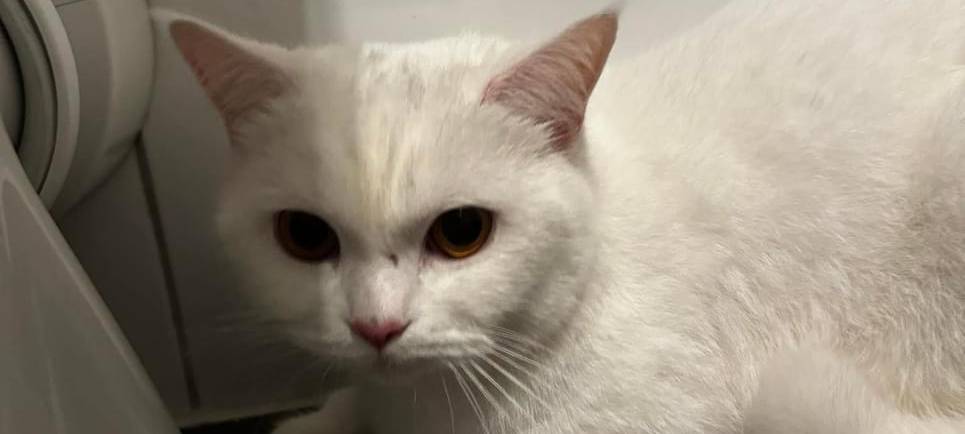 Katze in Werl - Buchenweg - zugelaufen