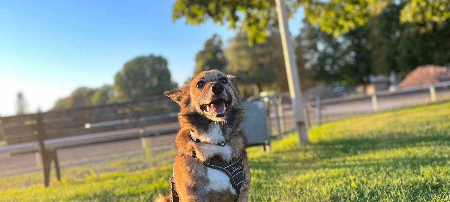 Hündin in Soest-Müllingsen entlaufen