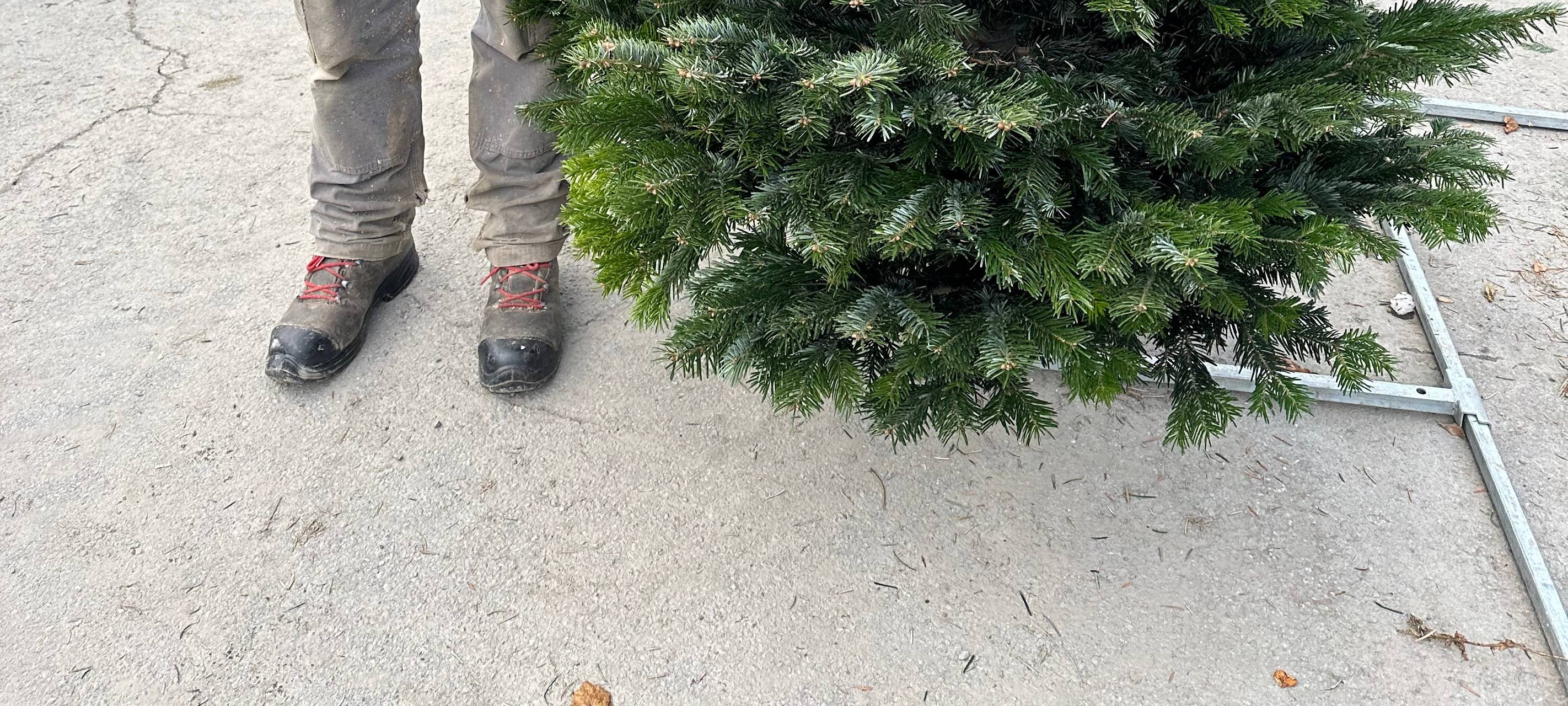 Folge #005 Oh Tannenbaum - So läuft das Geschäft