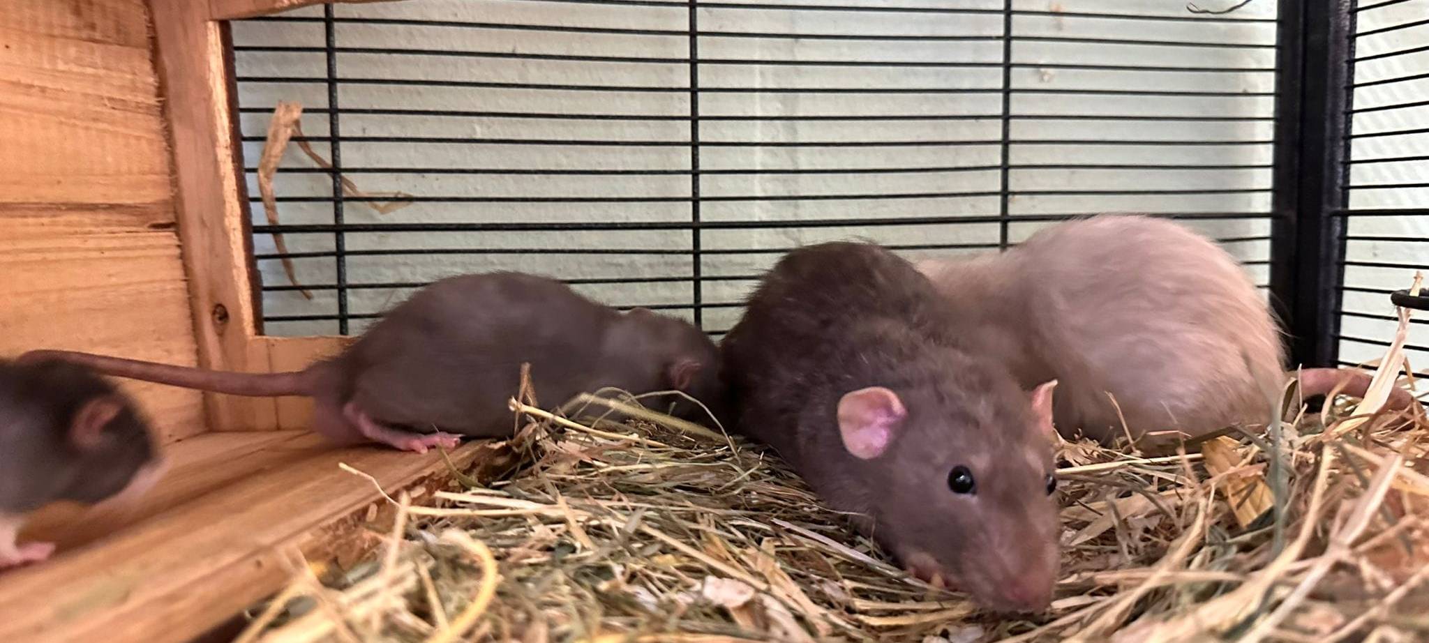 Horrorfund bei Welver: 50 Farbratten ausgesetzt