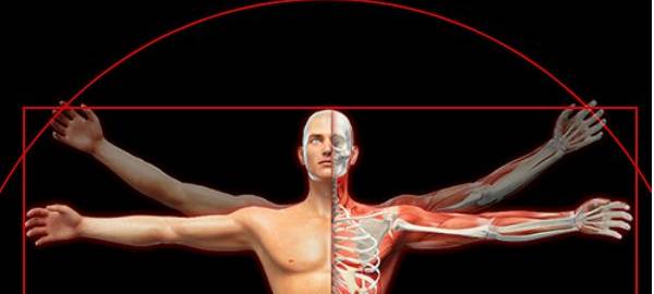 Der menschliche Körper - anatomische Ausstellung