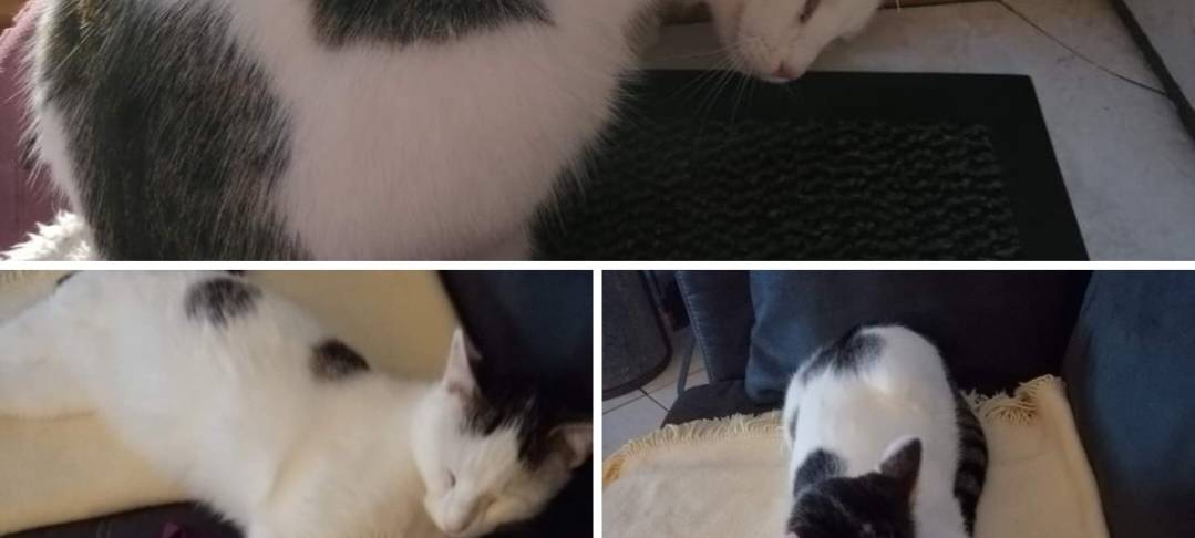 Schwarz-Weißer Kater in Welver entlaufen