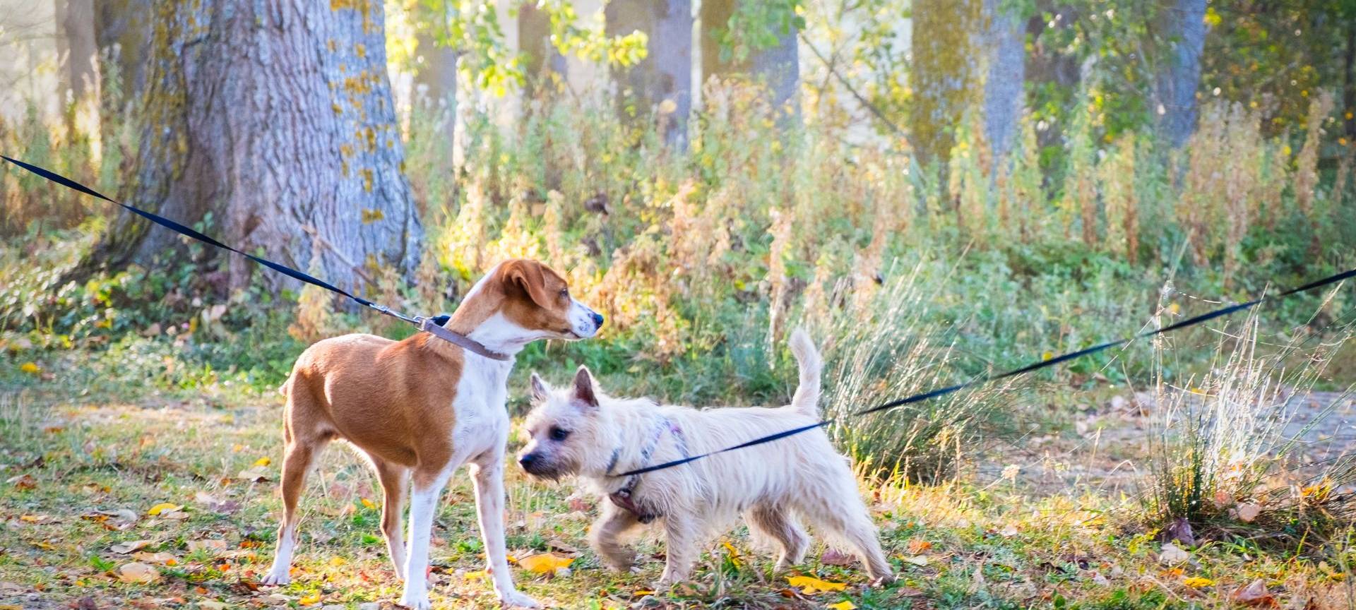 So viel kostet die Hundesteuer im Kreis Soest