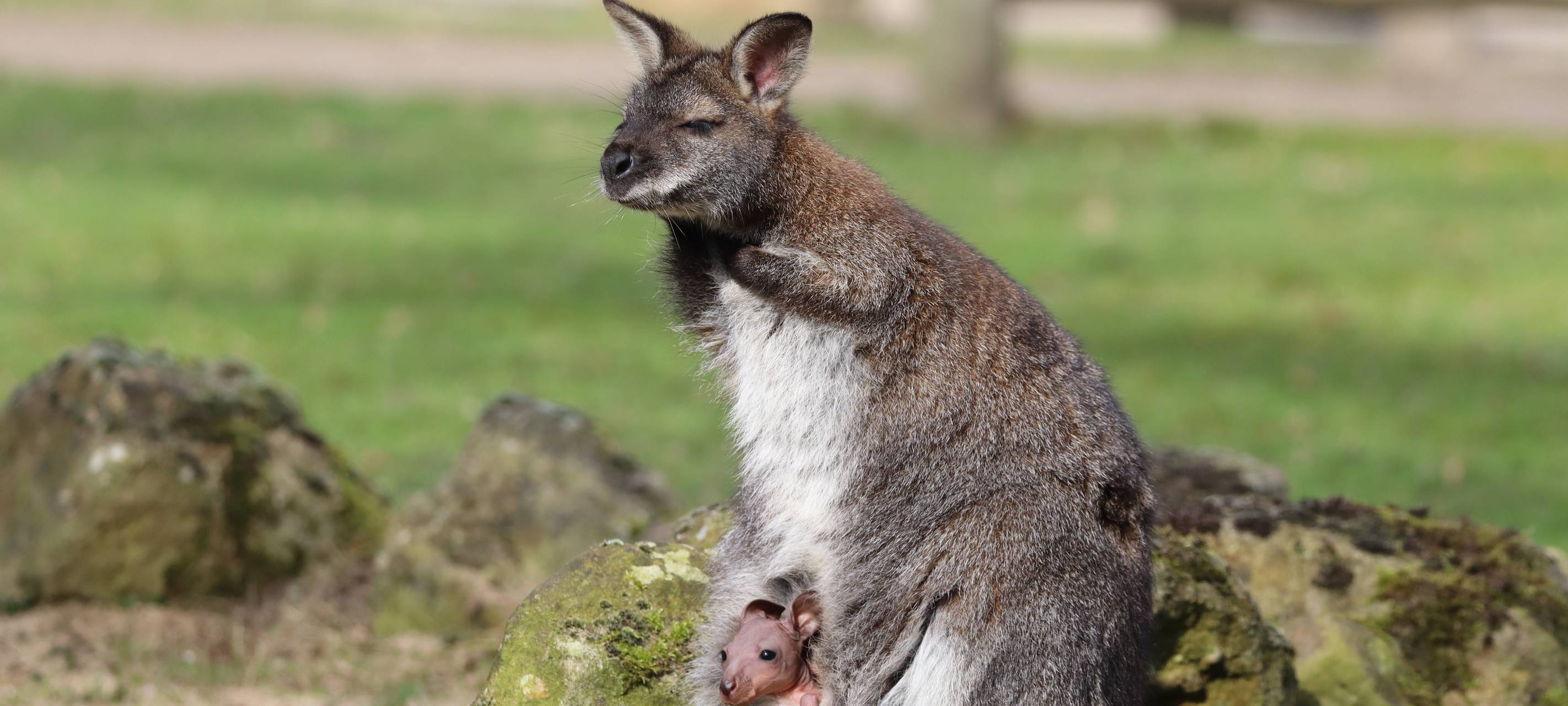 Känguru-Baby im Hammer Tierpark