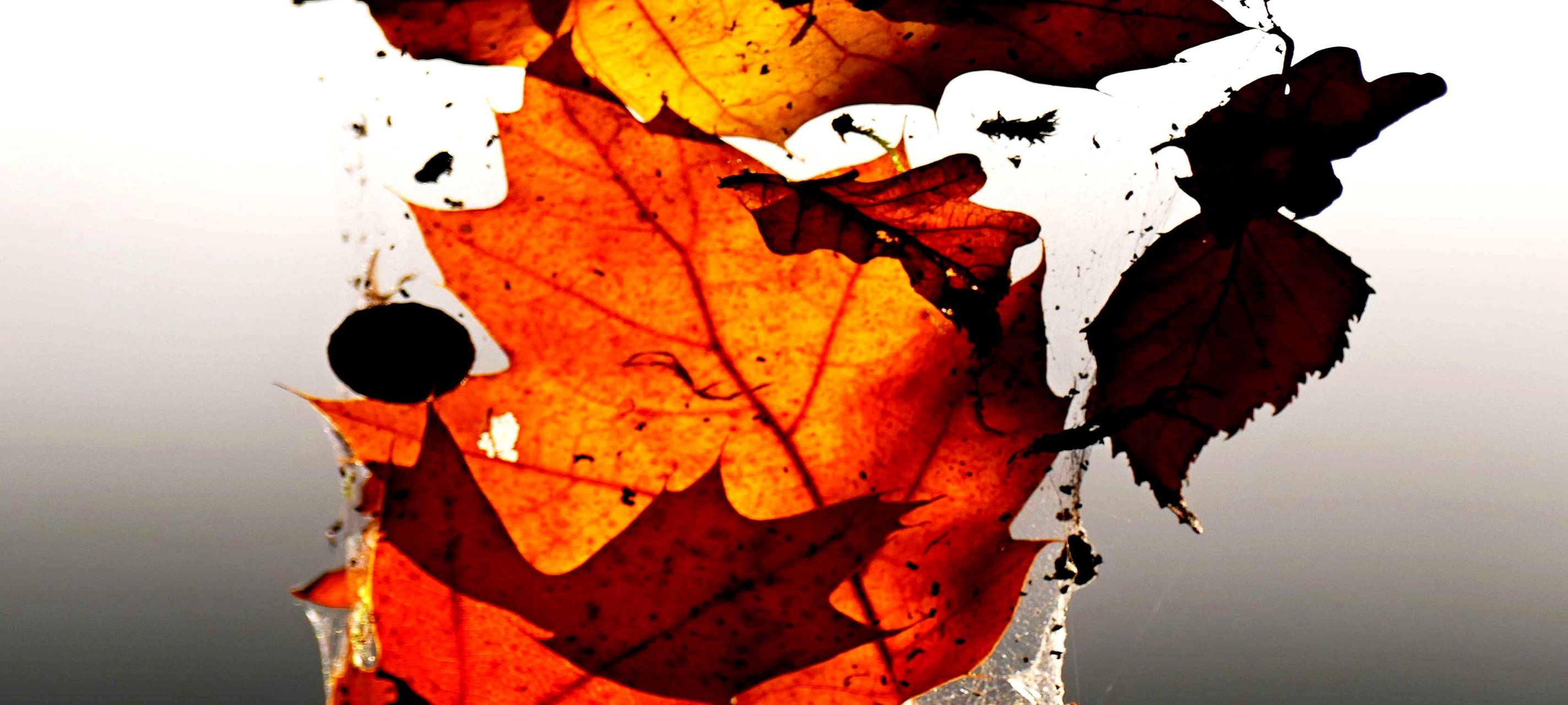 Ästhetik und Symphonie des Arnsberger Waldes: Wanderausstellung