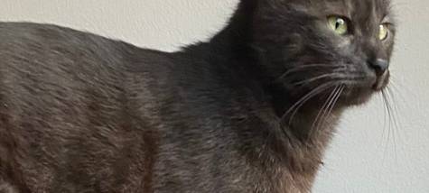 Kater Günni in Büderich entlaufen