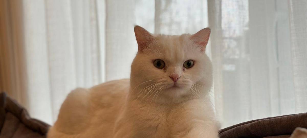 Weißer Kater mit rosanen Ohren in Bettinghausen entlaufen