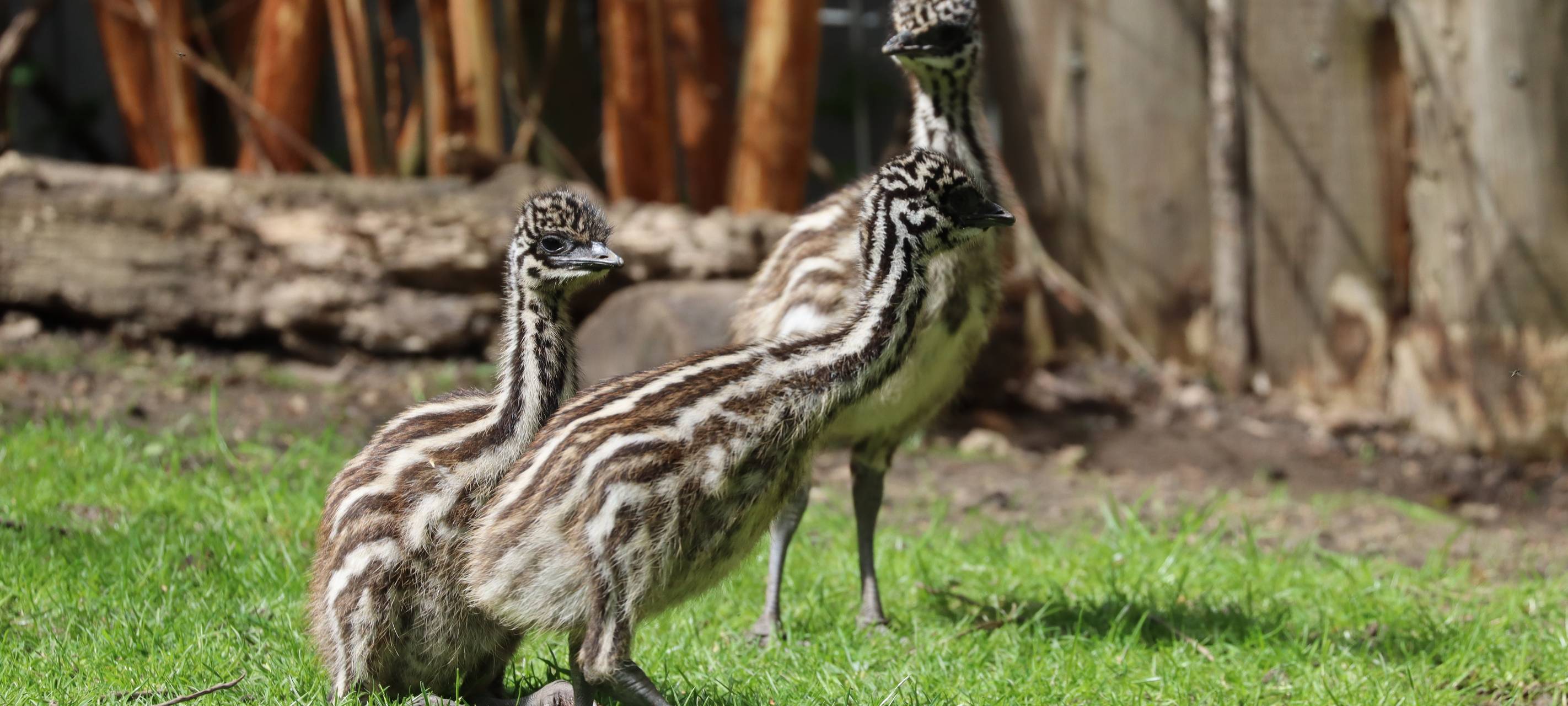 Emu-Nachwuchs im Tierpark Hamm