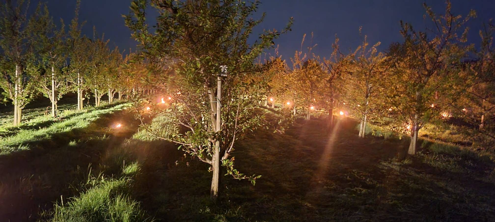 Frost im Kreis Soest stellt Obstbauern vor Herausforderungen