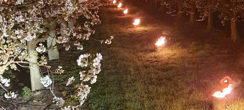 Frost im Kreis Soest stellt Obstbauern vor Herausforderungen