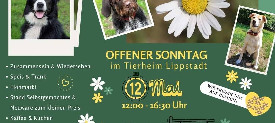 Offener Sonntag im Tierheim