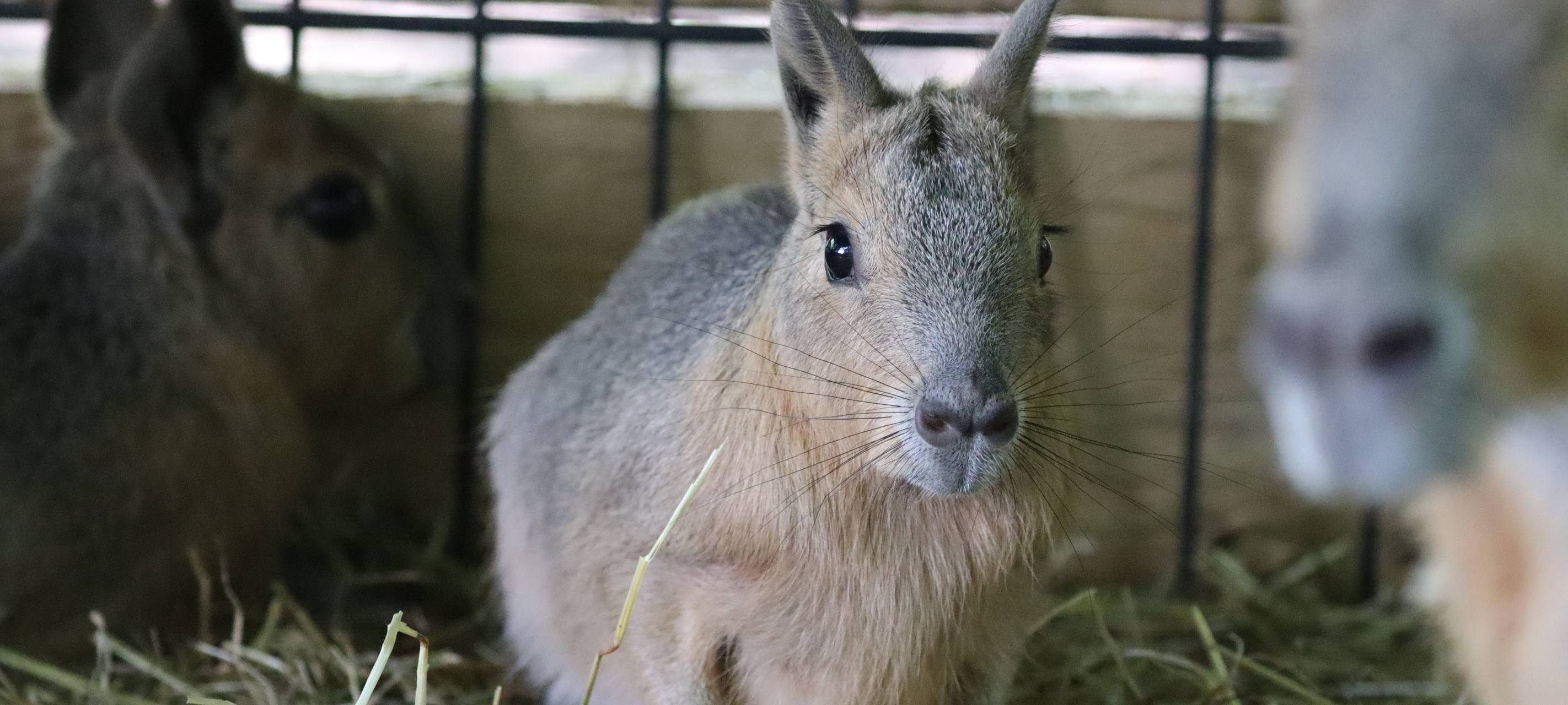 Tierbabys im Tierpark Hamm