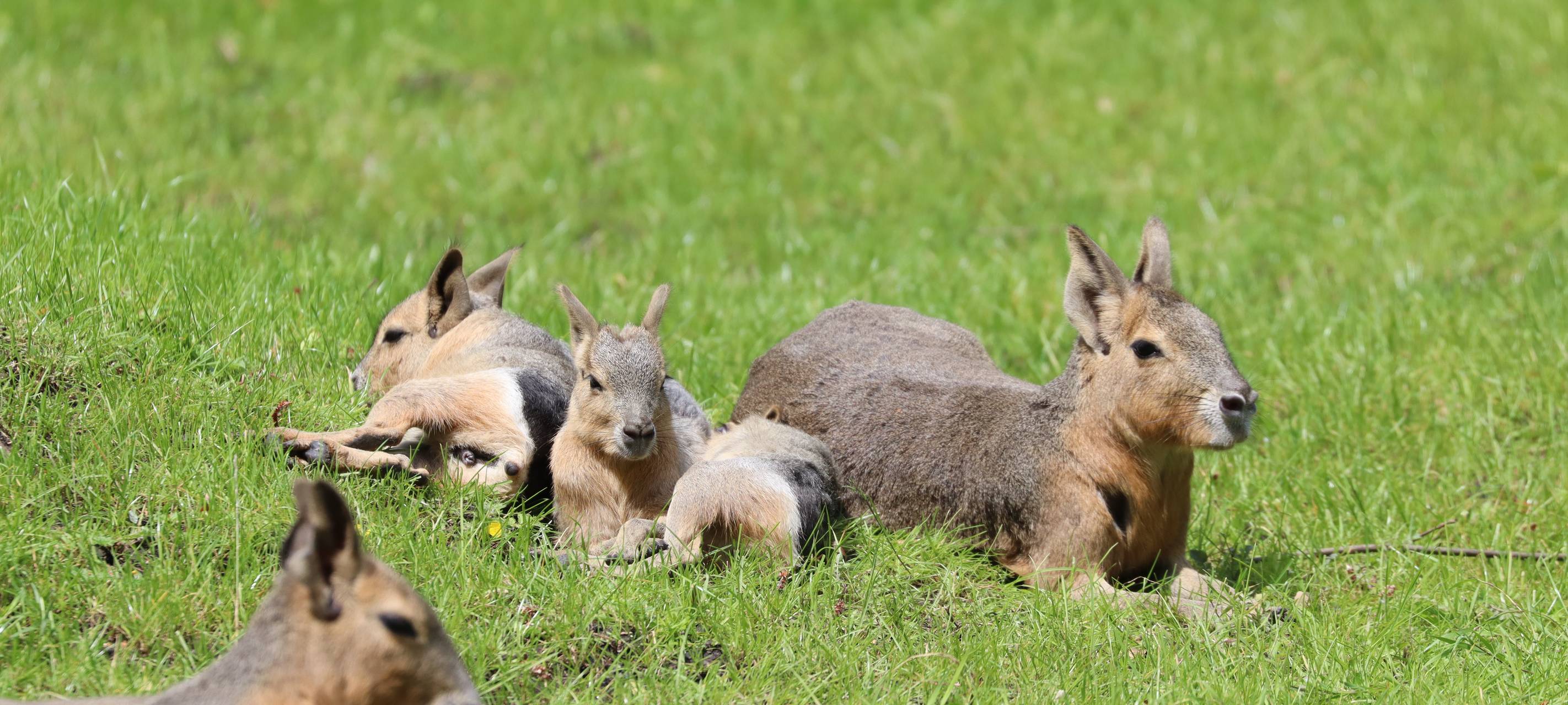 Tierbabys im Tierpark Hamm