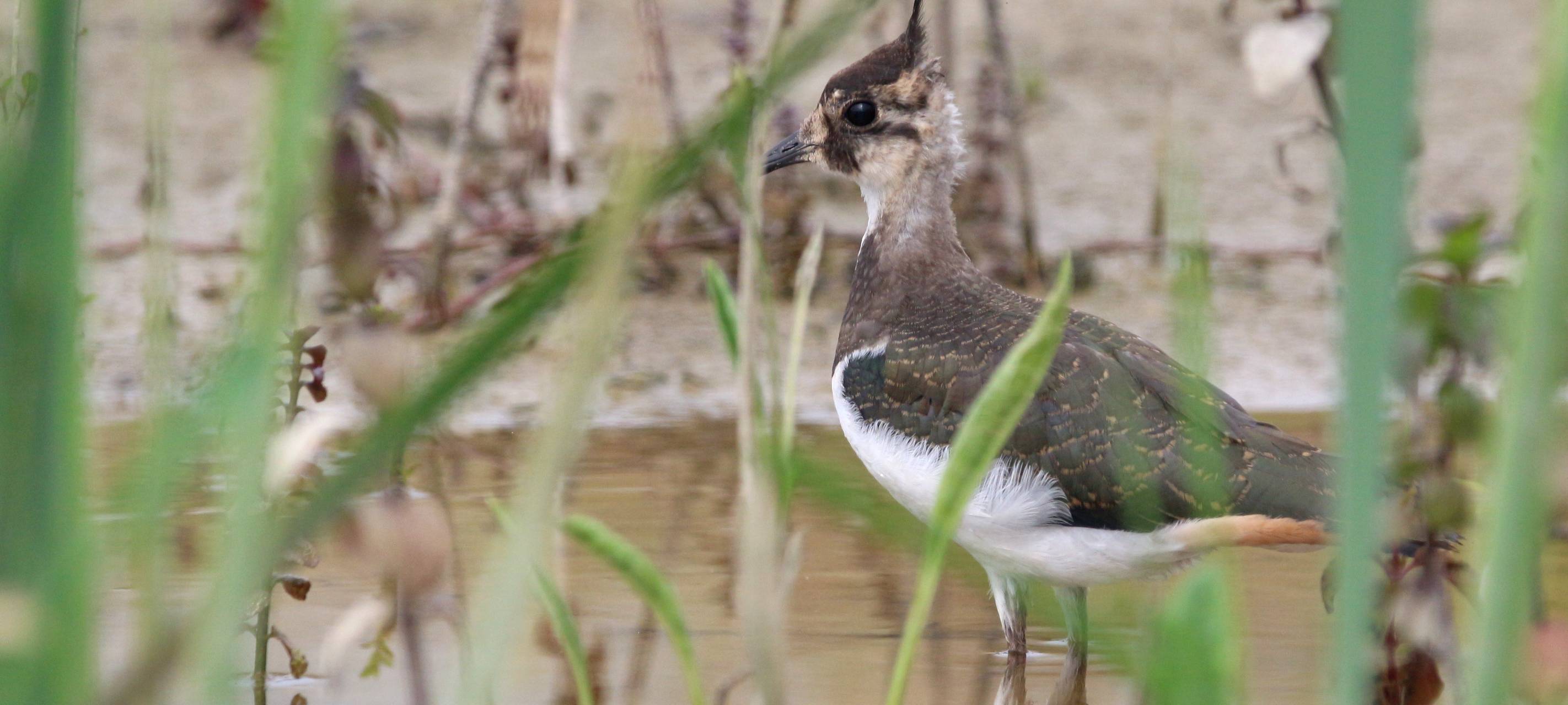 Exkursion zu Kiebitz & Co in den Ahsewiesen
