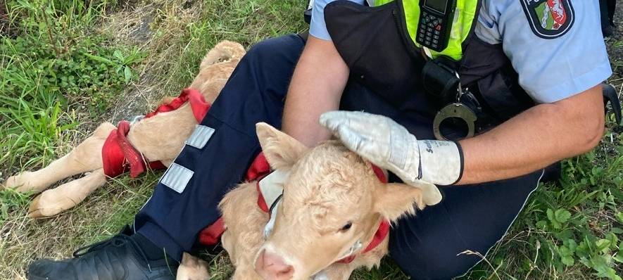 A44 bei Erwitte: Kalb endet im Streifenwagen