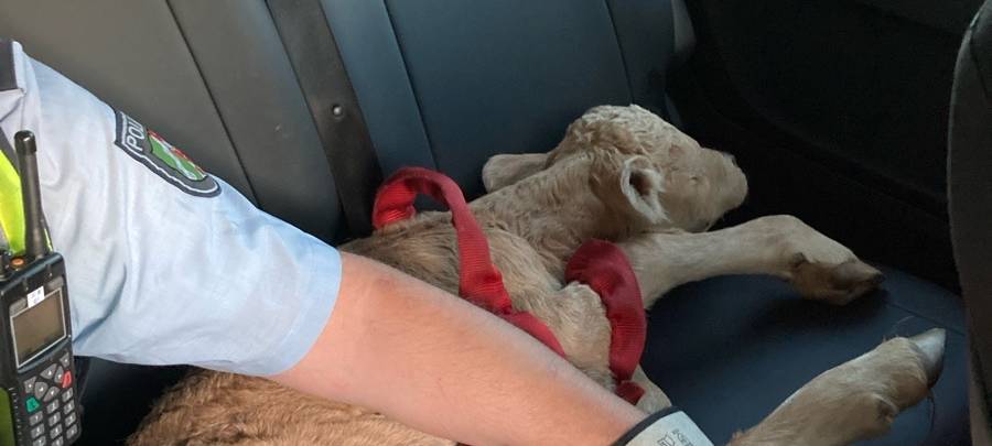 A44 bei Erwitte: Kalb endet im Streifenwagen
