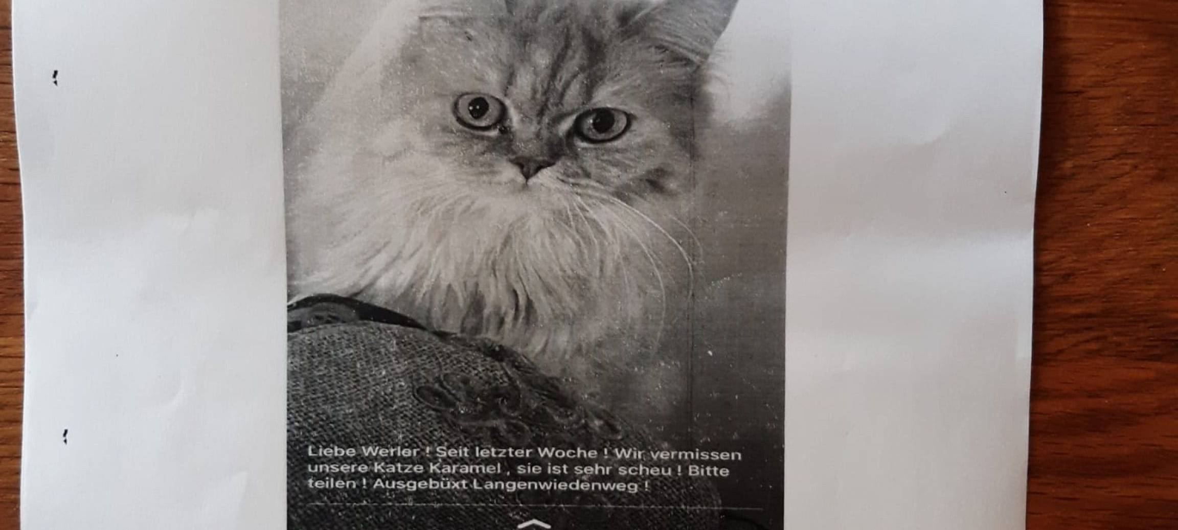 Katze in Werl entlaufen