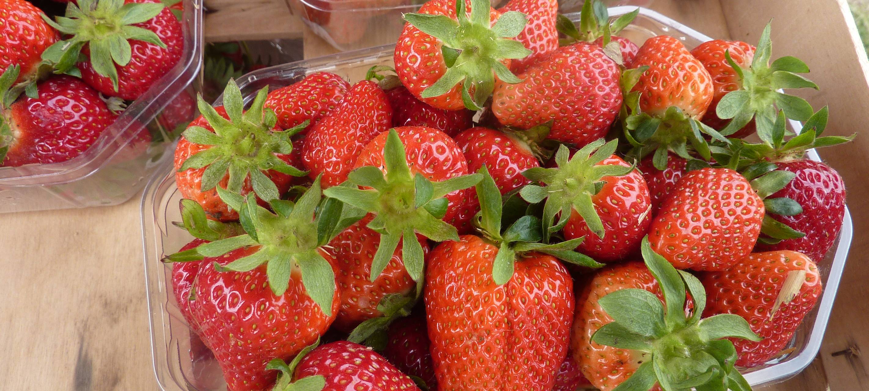 Verregnete Erdbeerernte im Kreis Soest