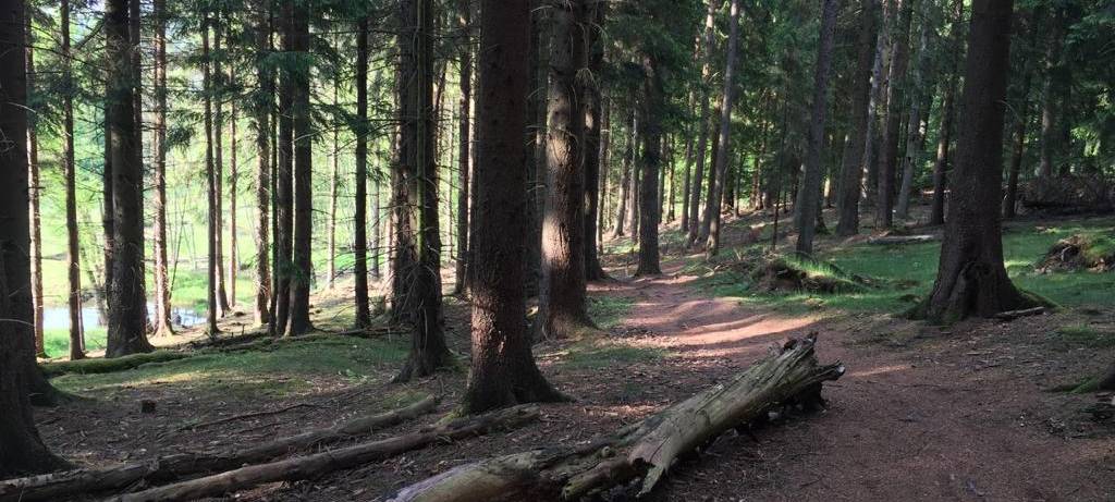 Arnsberger Wald bald Nationalpark Sauerland?