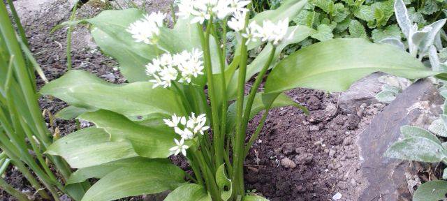 Vorsicht bei der Bärlauch Ernte