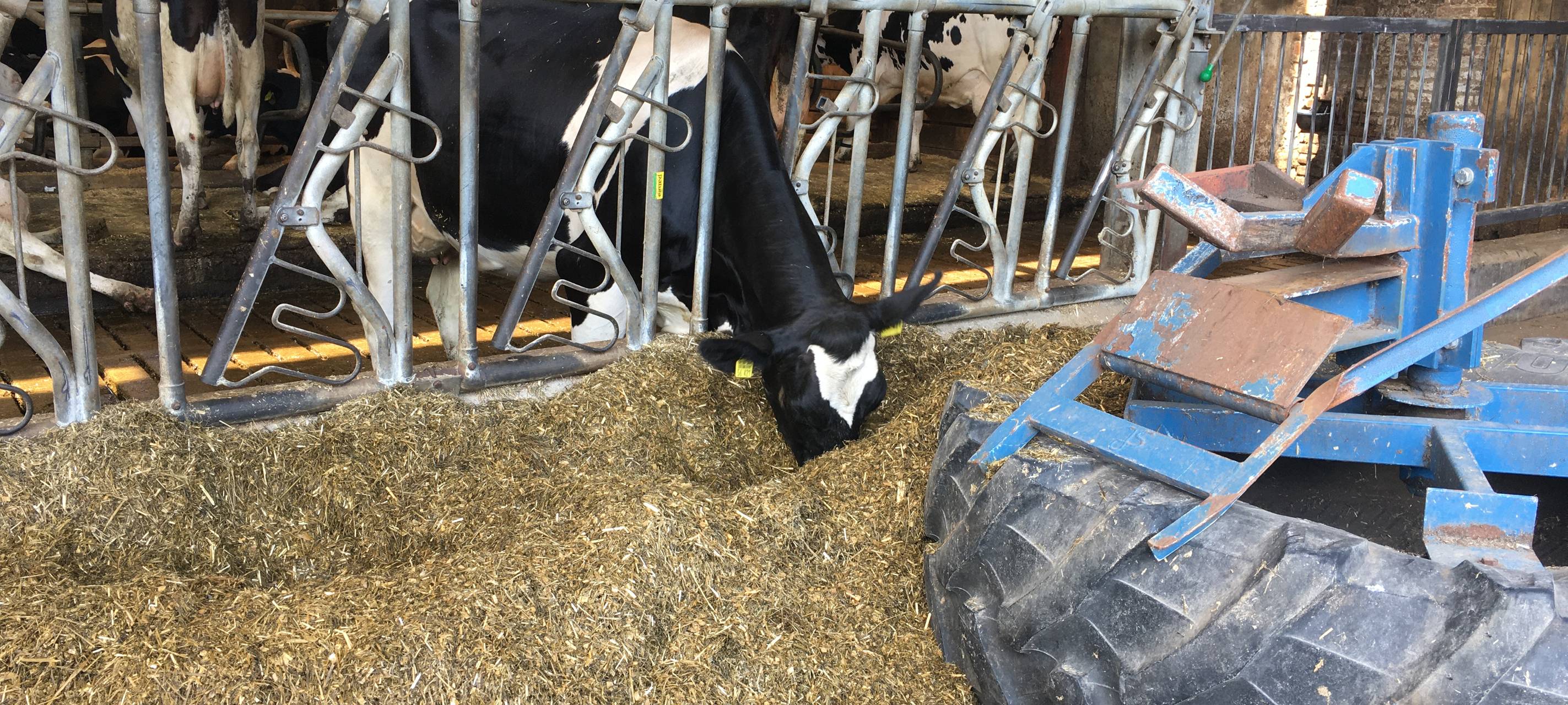 Blauzungenkrankheit im Kreis Soest angekommen