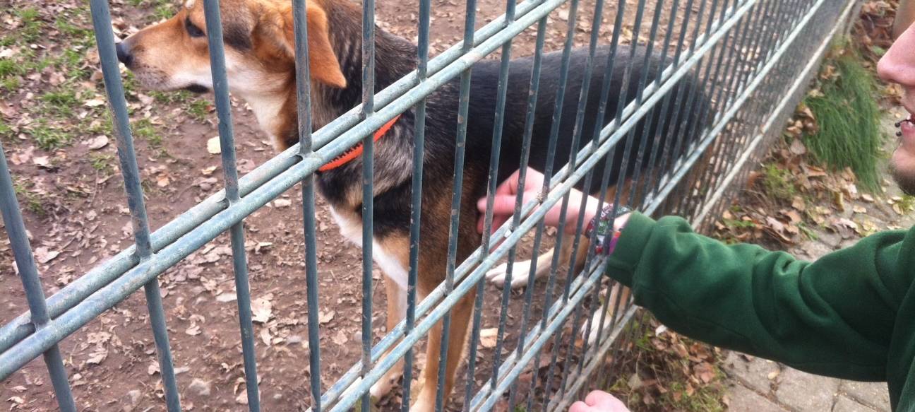 Tiere adoptieren aus dem Ausland: Welche Regeln gelten