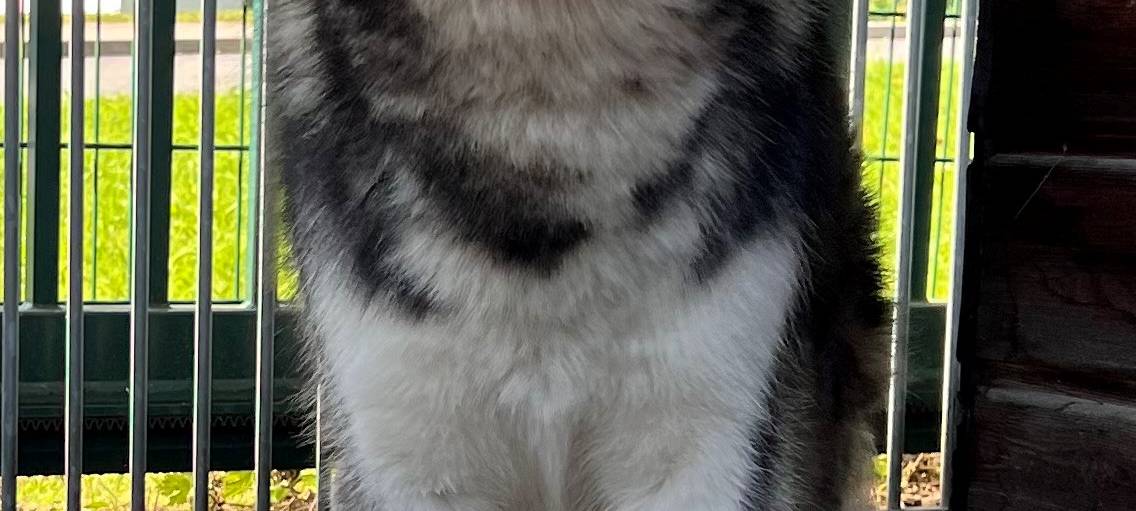 Pflegestelle für Fundhunde in Warstein gesucht