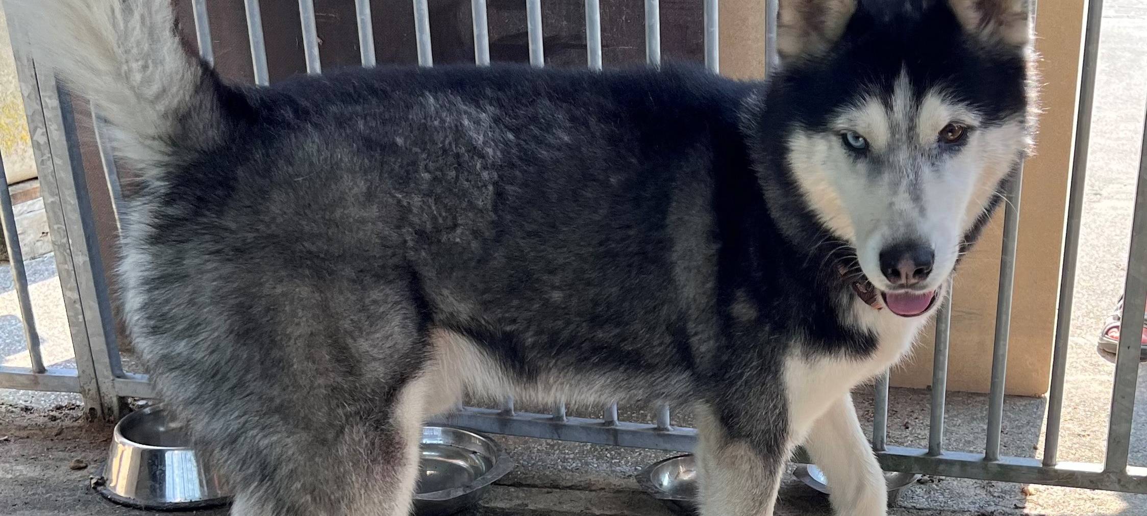 Pflegestelle für Fundhunde in Warstein gesucht