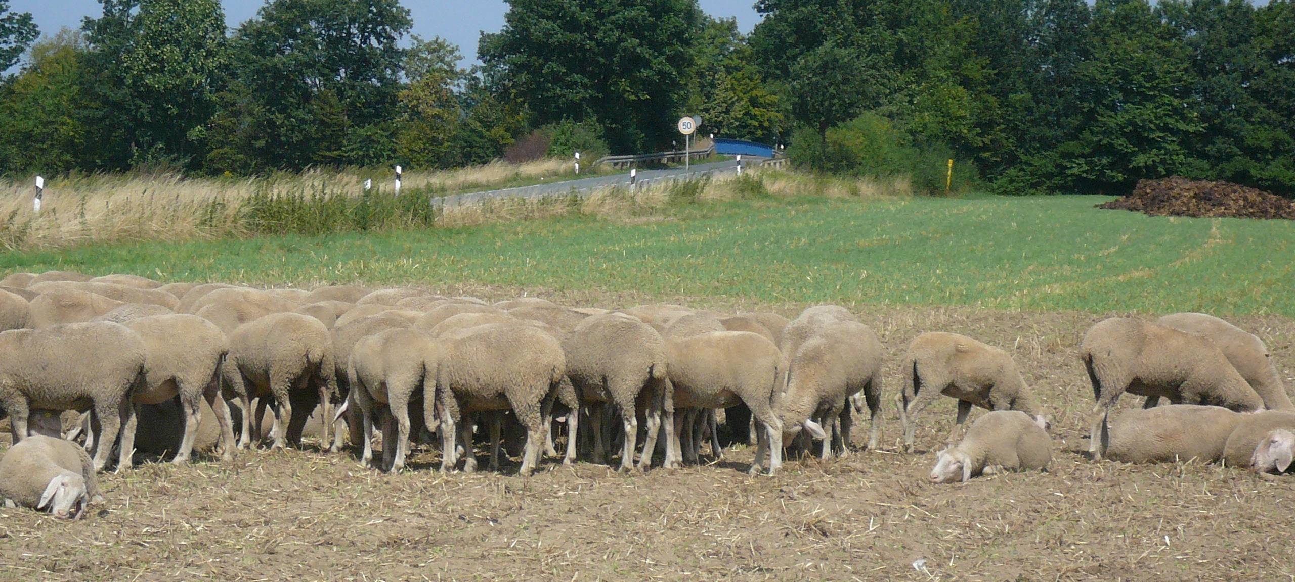 Schafe auf einem Feld in Ense.