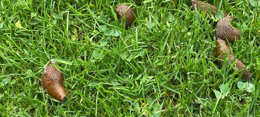 Kreis Soest: Schädlinge im Garten