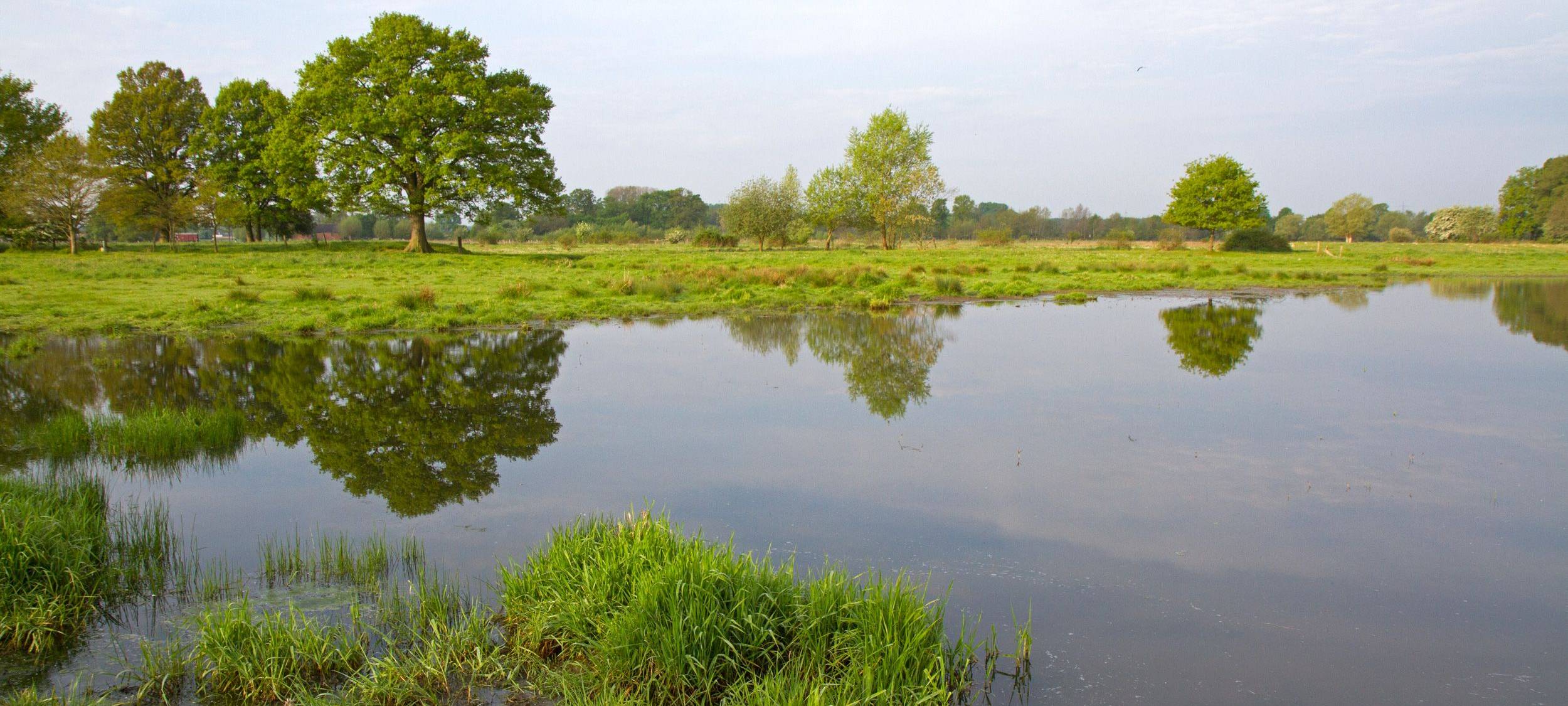 Vögel in der Disselmersch