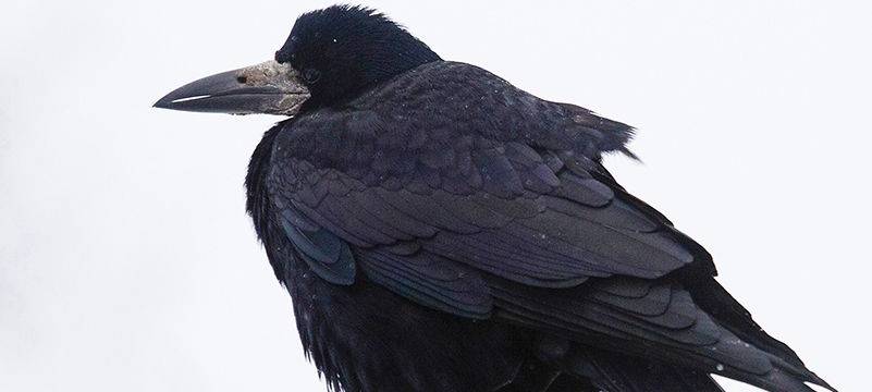 Saatkrähen - bekannt und unbekannt