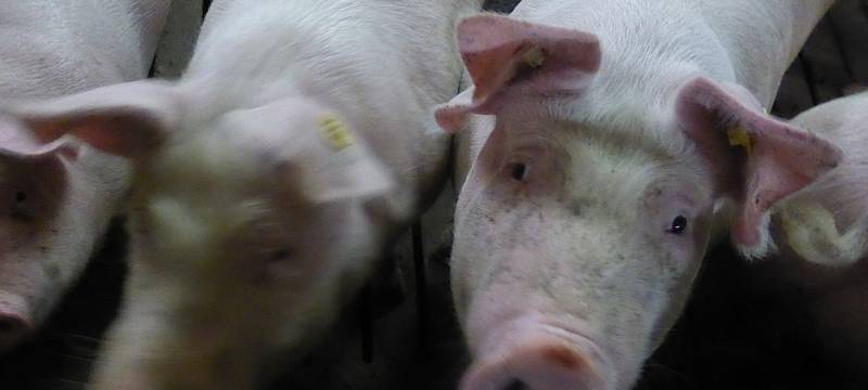 Schweinetransporter auf der A2 bei Hamm ungekippt