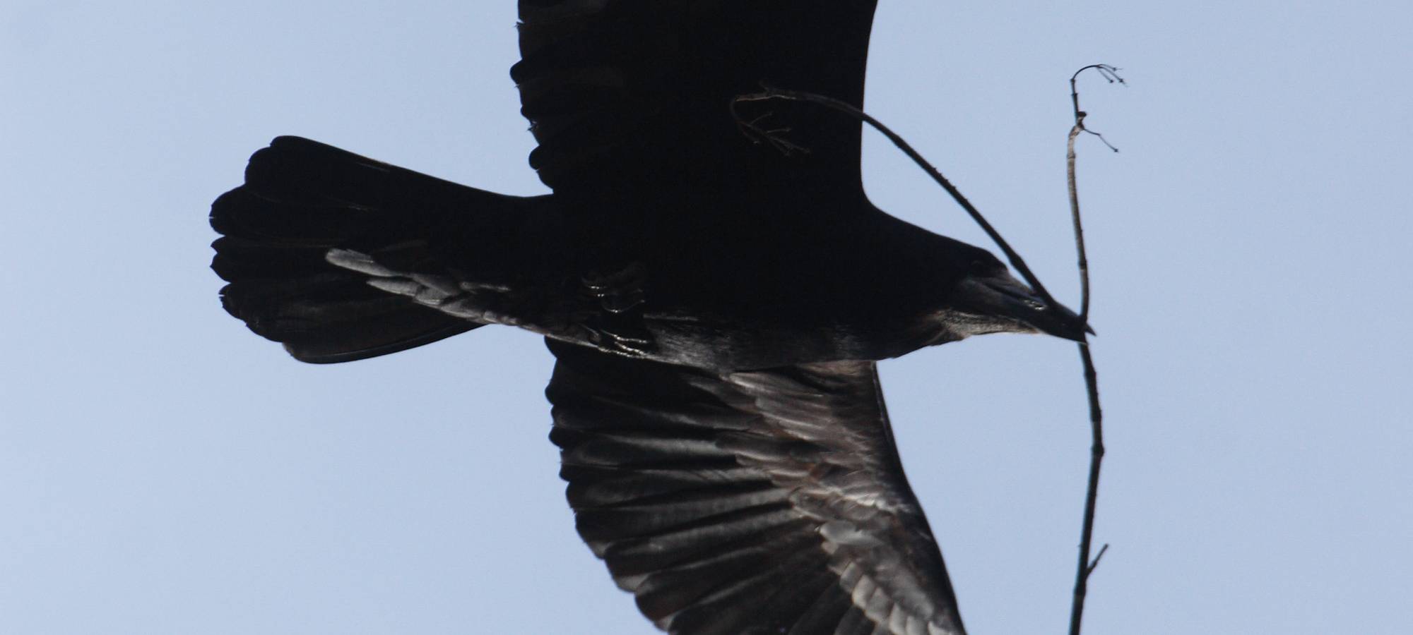 Die Saatkrähe: abschießen oder akzeptieren?