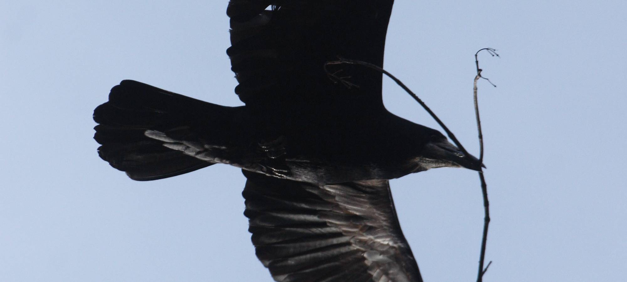 Pilotprojekt Saatkrähen in Soest