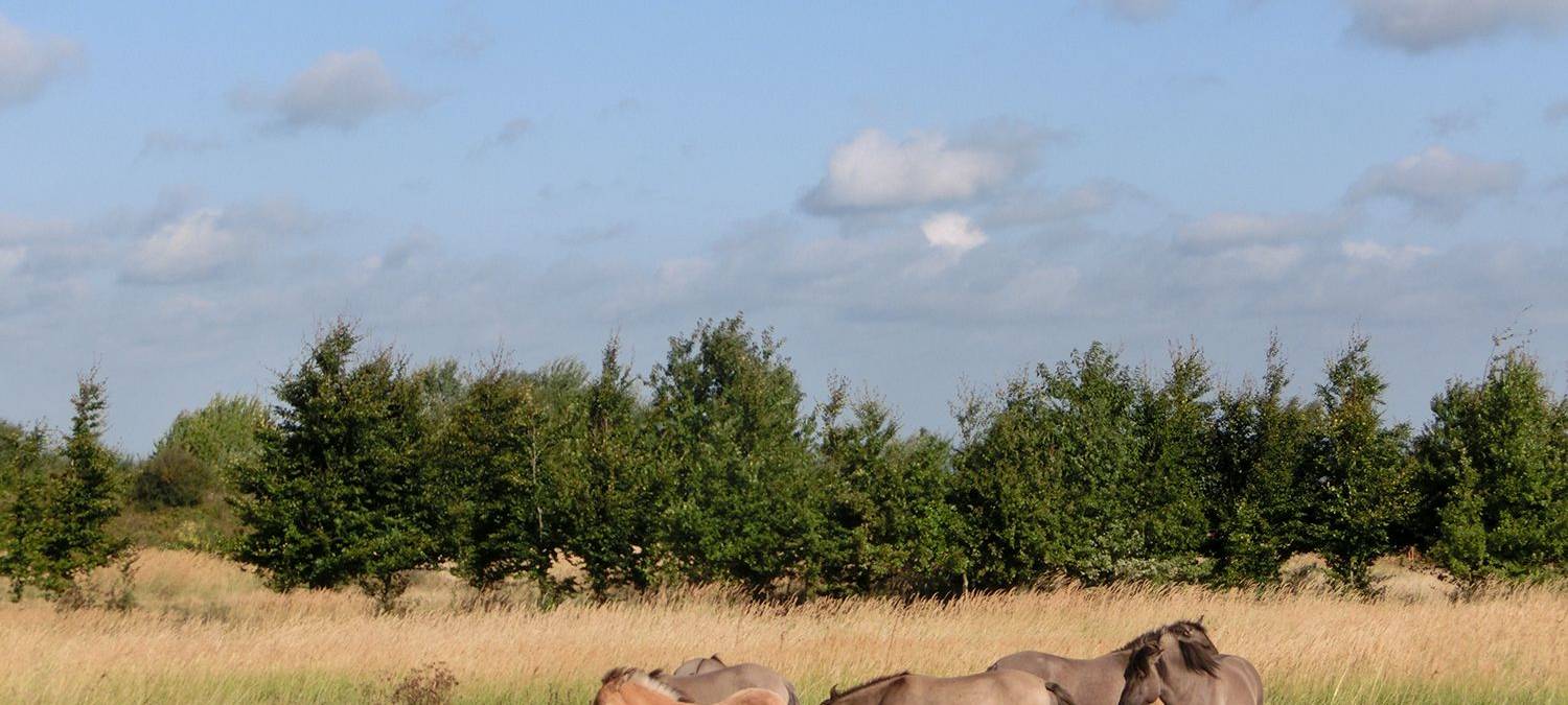 Exkursion: Unken und Lerchen auf dem Kleiberg